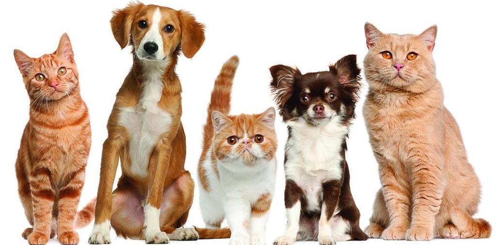 Доска объявлений о животных | ЗооТом - продажа, вязка и услуги для животных в Тулуне
