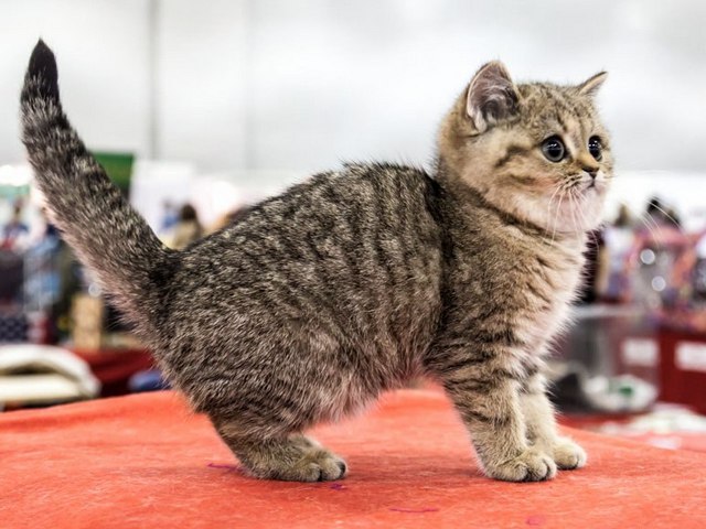 Породы кошек в Тулуне | ЗооТом портал о животных
