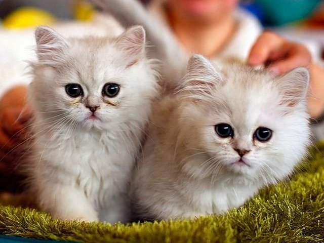 Породы кошек в Тулуне | ЗооТом портал о животных