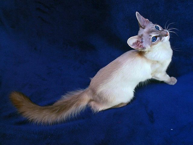 Выведенные породы кошек в Тулуне | ЗооТом портал о животных