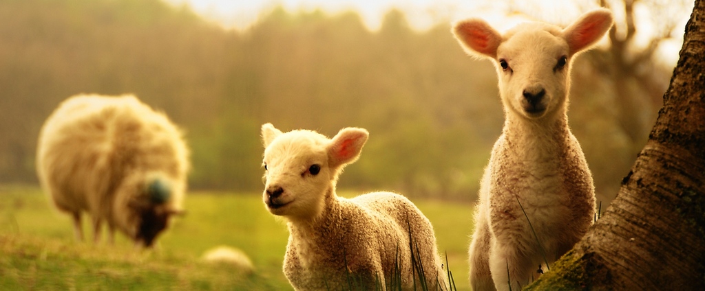 Объявления о сельскохозяйственных животных | ЗооТом - продажа, вязка и услуги для животных в Тулуне
