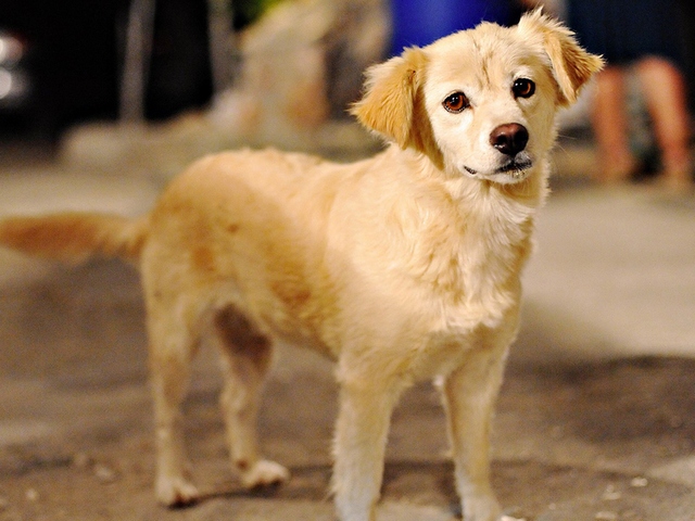 Породы собак в Тулуне | ЗооТом портал о животных