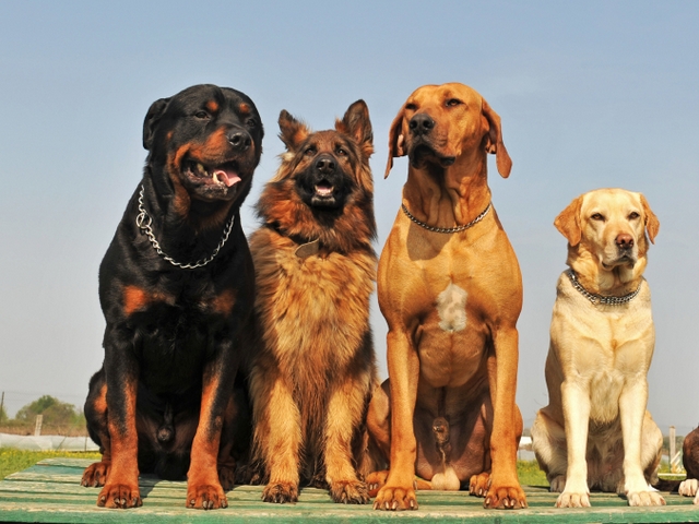 Крупные породы собак в Тулуне | ЗооТом портал о животных