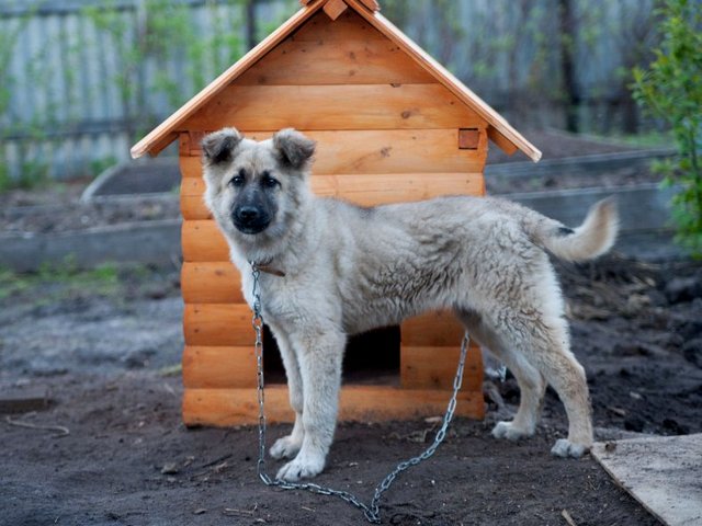 Все о собаках в Тулуне